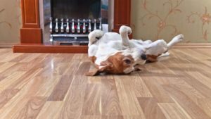 dog on hardwood flooring ct