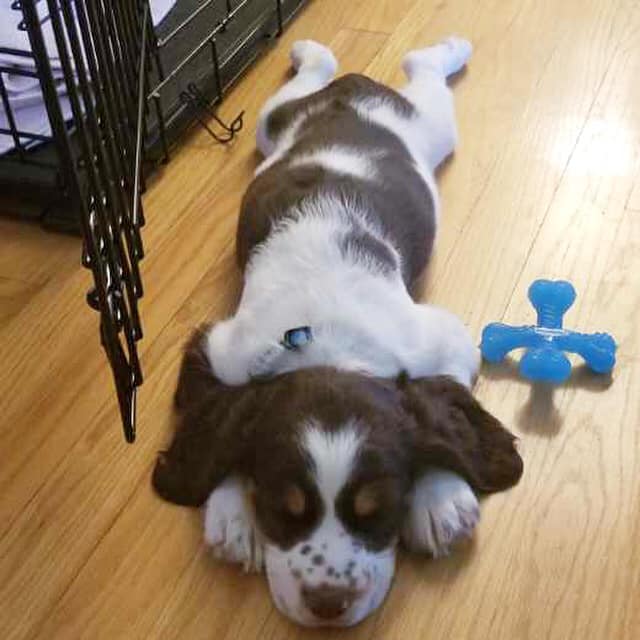 A puppy rests peacefully on the wooden floor, with a blue toy nearby, while flooring professionals marvel at the well-protected hardwood beneath.